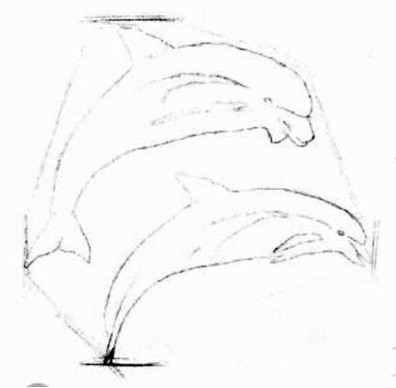 海豚的素描画法步骤02