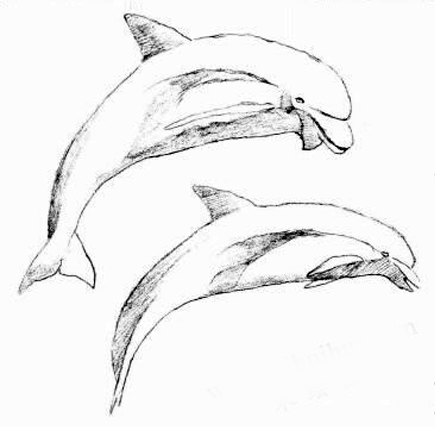 海豚的素描画法步骤03