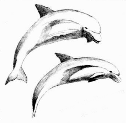 海豚的素描画法步骤04