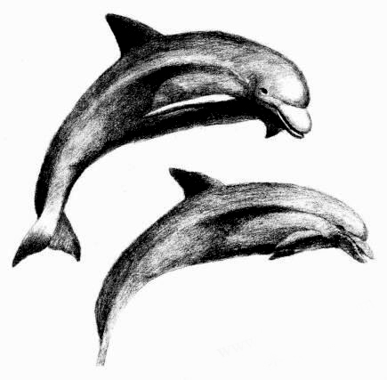 海豚的素描画法步骤08