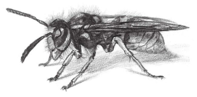 黄蜂的素描画法步骤07