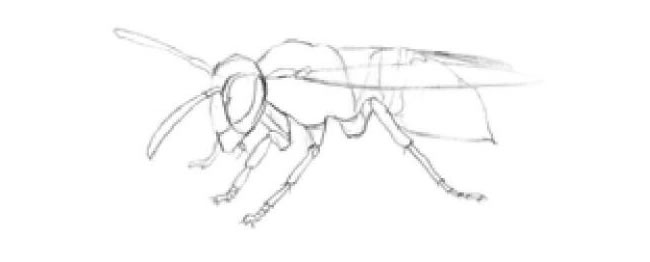 黄蜂的素描画法步骤01