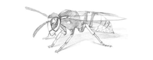 黄蜂的素描画法步骤02